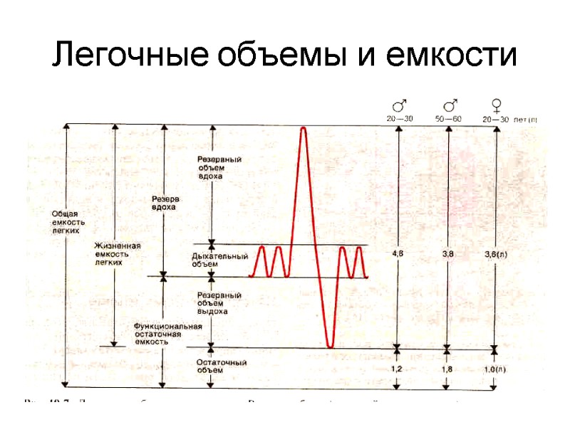 Легочные объемы и емкости